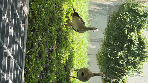 iNaturalist image