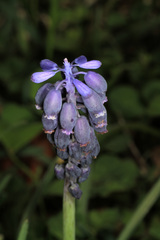 Muscari neglectum