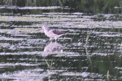 iNaturalist image