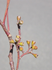 Eucalyptus sicilifolia