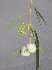 Eucalyptus staigeriana