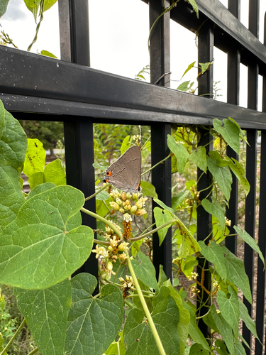 Gray Hairstreak