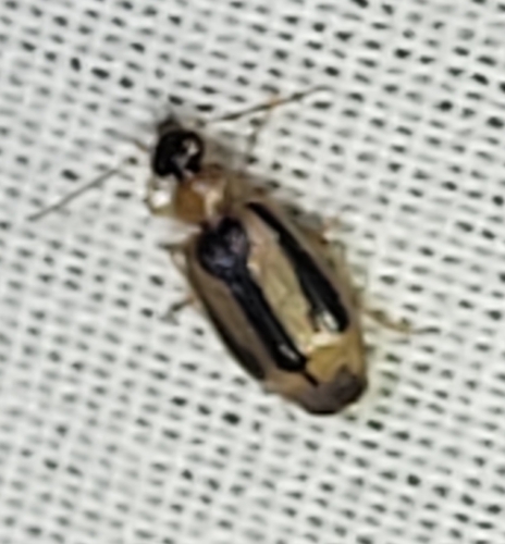 Lebia rugatifrons