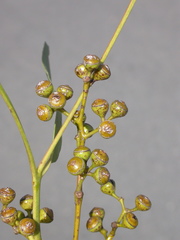 Eucalyptus staigeriana