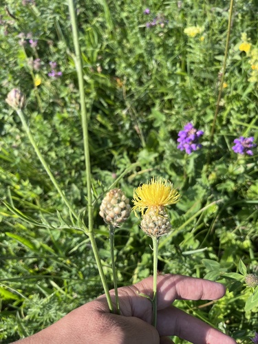 Centaurea orientalis, photograph 6