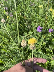Centaurea orientalis, photograph (c) Наталья Пикалова, some rights reserved (CC BY)