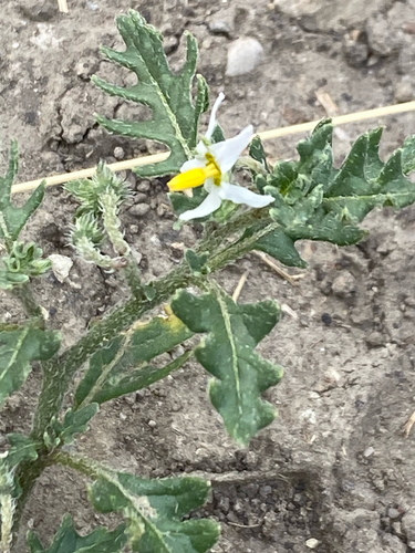 Solanum triflorum, photograph 6