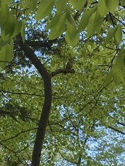 Hylocichla mustelina