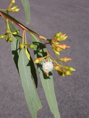 Eucalyptus suffulgens