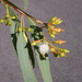 Eucalyptus suffulgens - Photo (c) Dean Nicolle, some rights reserved (CC BY-NC), uploaded by Dean Nicolle