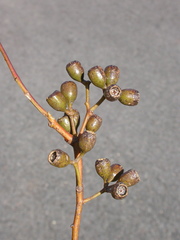 Eucalyptus suffulgens