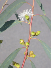 Eucalyptus wilcoxii