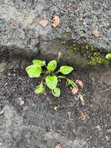 Plantago major observed 2026-07-26