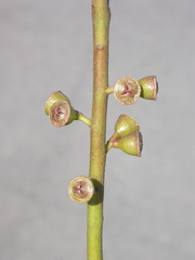 Eucalyptus wilcoxii