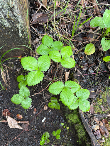 Fragaria, 2026-07-26