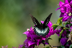 Papilio menatius victorinus