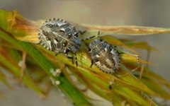 Phimodera humeralis