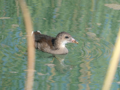 iNaturalist image