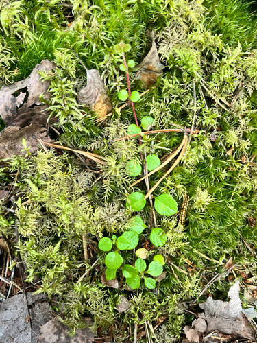 Twinflower