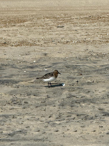 iNaturalist image