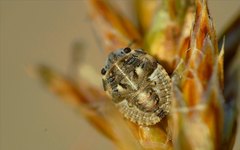 Phimodera humeralis