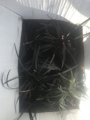 Ophiopogon planiscapus