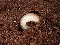 Scarabaeoidea