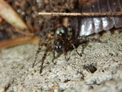 Allocosa subparva