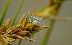 Phimodera humeralis