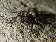 Allocosa subparva