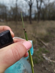 Eleocharis compressa