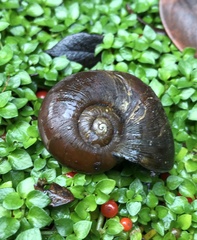 Macrocyclis peruvianus