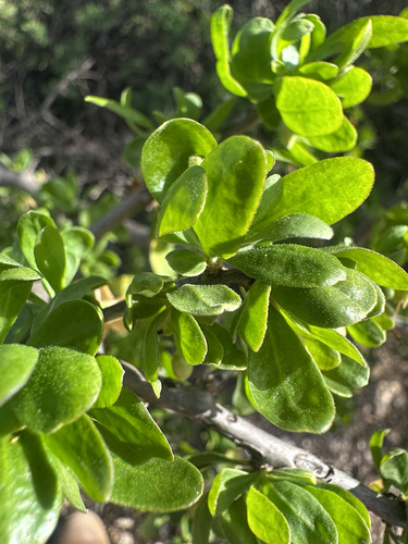 African boxthorn