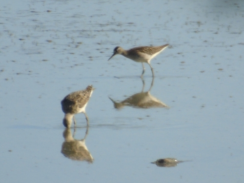 iNaturalist image