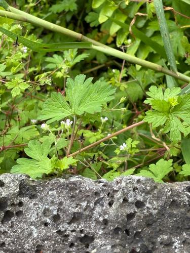 Geranium, 2026-07-26