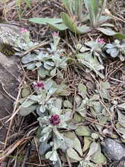 Antennaria rosea rosea