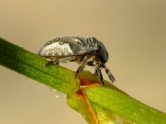 Phimodera humeralis