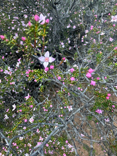 dryland boronia