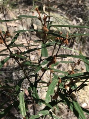 Lasiopetalum ferrugineum