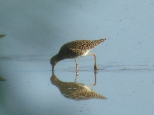 iNaturalist image