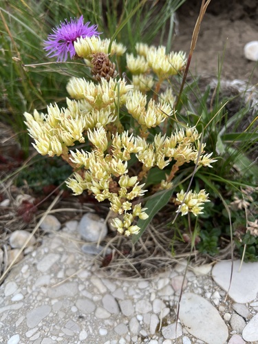 Petrosedum ochroleucum, photograph 3