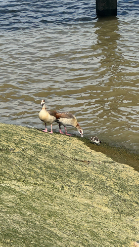 iNaturalist image