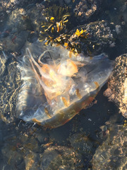 Chrysaora melanaster