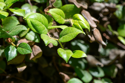 Gaultheria ovatifolia, photograph 5