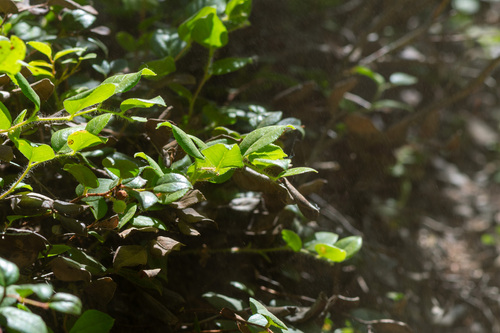 Gaultheria ovatifolia, photograph 6