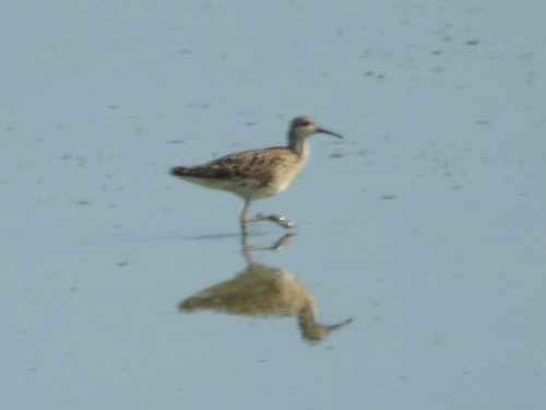 iNaturalist image