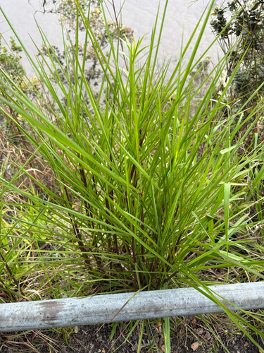 Schizachyrium microstachyum observed 2026-07-26