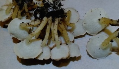 Ripartitella brasiliensis