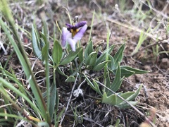 Viola trinervata
