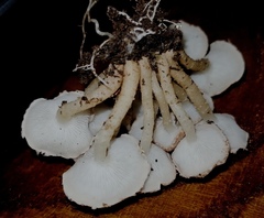 Ripartitella brasiliensis